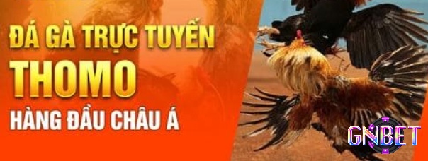 Đá gà trực tiếp casino có những đặc điểm hấp dẫn gì?